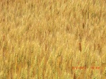 29597CIMG0864.JPG