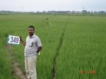 132520349a-irrigated-supplemental-tank-rice-doublecrop.gif