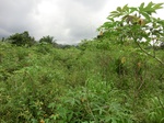 45346CIMG2431.JPG