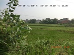 53855earlyrice_11.gps.jpg