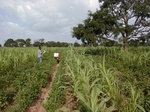 12101GT102_Cowpea_mais.JPG