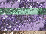 11684vp-082-Irrigated (Surface water) cotton-a.jpg