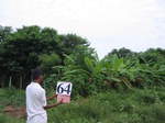 835564-home-gardens-veg-banana-a.jpg