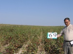 10308069-Irrigated cotton-f.jpg