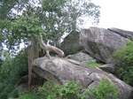 1052253-forest-rocky-outcrop-closelook.gif