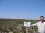 8090059-Irrigated (Surface water) cotton-a.jpg