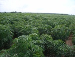 26246RIMG0215.JPG