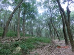 52981CIMG4035_调整大小.JPG