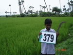 133530379b-irrigated-canal-rice-doublecrop-blackgram.gif