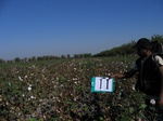 7988011-irrri-cotton-sw-1a.jpg