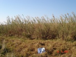 10826gt-030-wetland-perennial-channelled-valley-bottom-02.jpg
