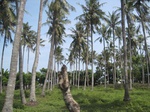 14341IMG_4682.JPG