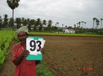 6413093c-irrigated-supplemental-openwell-sugarcane-dominant-turmeric-maidaroot.jpg