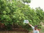 12855023c-plantations-rainfed-mango-chikku.gif