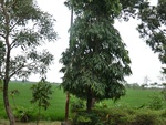 31607CIMG1473.JPG