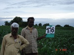 69990176c-irrigated-supplemental-groundwater-sugarcane-dominant-maize.jpg