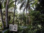 12282GT182_hydromporphic_woodland_cocoyam_plantain.JPG