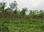 50669CIMG1298.JPG