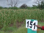 125590151b-irrigated-supplemental-tank-millet-doublecrop.gif