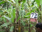 1179472-plantation-banana-coco-b.gif