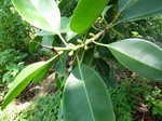 24468Colima 141.jpg