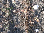 10342vp-031-Irrigated (Surface water) cotton-a.jpg