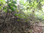 46793DSC02131.JPG