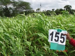 125730155c-irrigated-supplemental-groundwater-millet-dominant-maize.gif