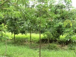 34865CIMG1536.JPG