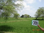 131070309d-irrigated-canal-rice-doublecrop-chickpeas.gif
