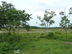 55018Berau (318).JPG
