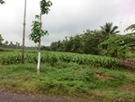 30961CIMG0822.JPG