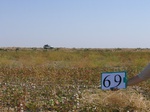 10305069-Irrigated cotton-c.jpg