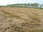 1800420100107_gt01a_Agriculture_Rice_Irrigated_Triple_Continous.JPG