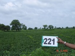 71310221a-rainfed-agriculture-mixed-crop-soyabean-gram.jpg