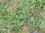 18677P1000515.JPG