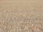 29598CIMG0865.JPG