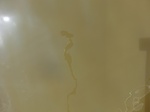 58503CIMG2953.JPG