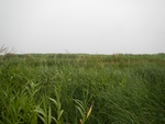 54450DSCN1731.JPG