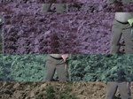 11579058-Irrigated (Surface water) winter wheat-b.jpg
