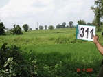 131180311d-irrigated-canal-rice.gif