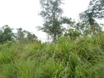 54984Berau (285).JPG