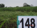 69130148c-irrigated-canal-sugarcane.jpg