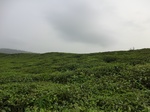 45856CIMG2941.JPG