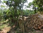 31529CIMG1395.JPG