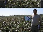 11452015-irrri-cotton-sw-1b.jpg
