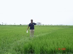 76490378a-irrigated-canal-rice-doublecrop.jpg