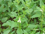 1187533-sesamum-crop-close-look.jpg