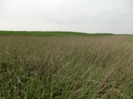 53807CIMG0274.JPG