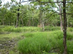 43682pic1.jpg